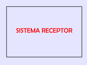 órganos de los sentidos.