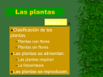 Las plantas - Todo Primaria