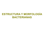 Estructura y morfología bacterianas