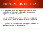 Respiración celular - fundamentosdebiologia