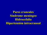 Tema 53. P. craneales, meninges, hidrocefalia, HIC