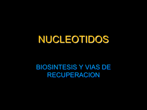 IV PARCIAL NUCLEOTIDOS Biosintesis