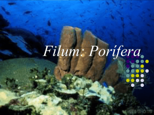 Reino Animal Filum: Por&iacute;fera