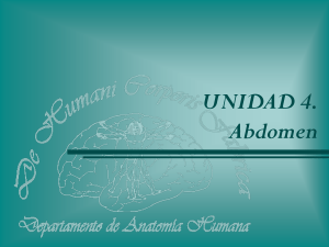 Abdomen. Circulación de la Aorta Abdominal