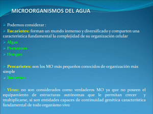 MICROORGANISMOS DEL AGUA-12