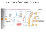 ciclo biológico de los virus