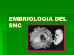embriologia del snc