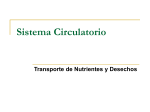 Sistema Circulatorio