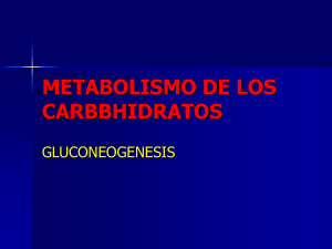 gluconeogenesis