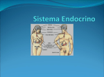 endocrino.