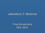 Lab. 3: Bacterias