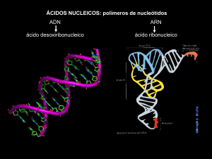 clase_20nucleicos_20i_20y_20ii_2015_10_1_
