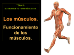 4 y 5. Los músculos. Funcionamiento de los músculos