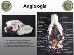 Angiología - anatomiayplastinacion