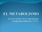 el metabolismo celular