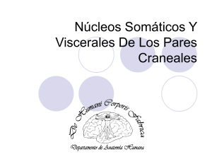 Núcleos Somáticos