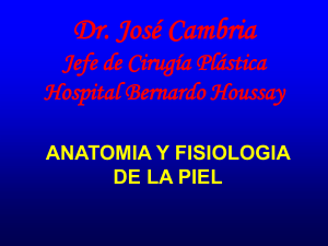 anatomia de la piel - Dr. Cambria inicio
