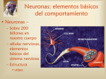 Neuronaselementosdelcomportamiento