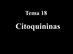 Tema 18. Citoquininas. Archivo
