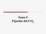 Tema 9. Asimilación de CO2 Archivo