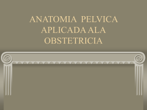 ANATOMIA PELVICA APLICADA ALA OBSTETRICIA