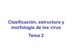 Clasificación Estructura y Morfología de los virus