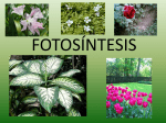 fotosíntesis