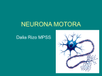 NEURONA MOTORA