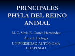 principales fila del reino animal - virtual.chapingo.mx