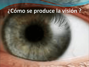 ¿Cómo se produce la visión ?