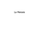 La Meiosis