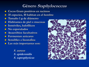 Clase_8._Staphylococcus_y_Streptococcus