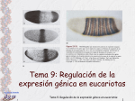 Tema 9. Regulación de la expresión génica en eucariotas