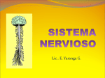 a) El sistema nervioso central
