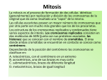 Mitosis - Aula Virtual FCEQyN