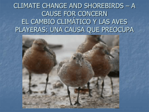 climate change and shorebirds