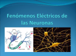 Fenómenos Eléctricos de las Neuronas