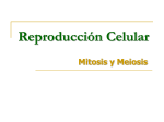 MEIOSIS II - fundamentosdebiologia