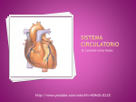 Sistema circulatorio - DrLeoCarlosAnatomia