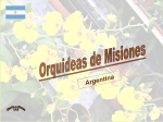 Orquideas de Misiones Argentina