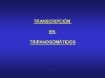 TransenTrip07.pps