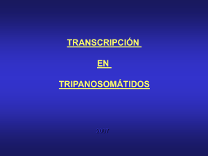 TransenTrip07.pps