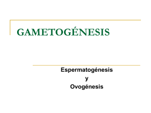 GAMETOGENESIS