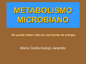 Metabolismo 1