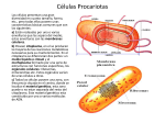 Células Procariotas