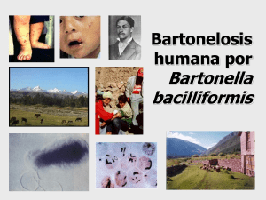 Bartonella bacilliformis