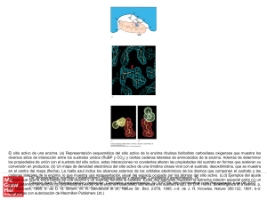 Slide 1 - Access Medicina