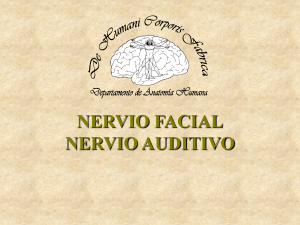 nervio facial