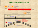 celular membrana -vez