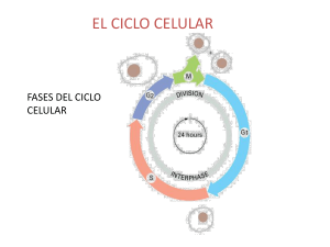 Ciclo celular y Mitosis